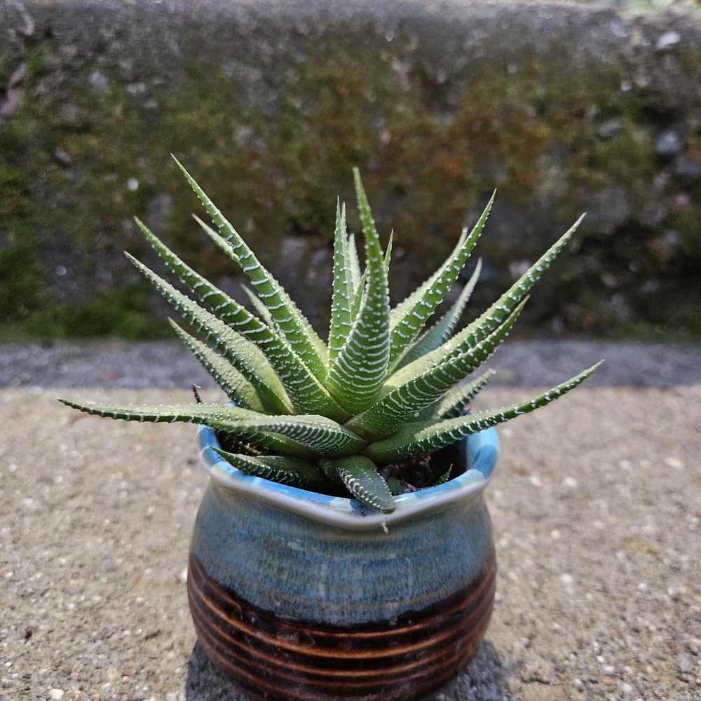 Green Succulent in Blue and Brown Pot
